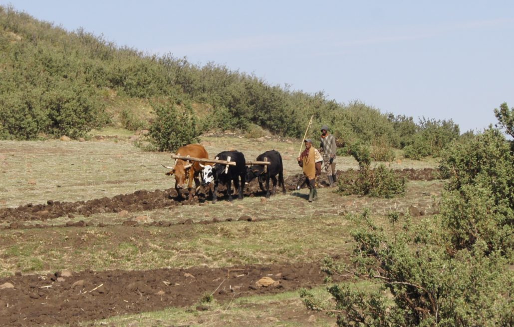 Agricultural Development in Lesotho