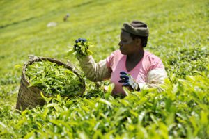 Agricultural Sector in Kenya