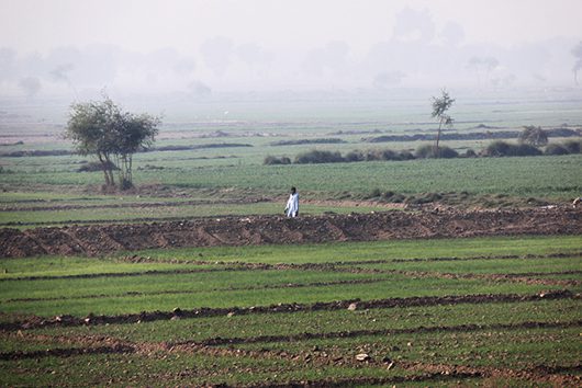 Agricultural_Sector
