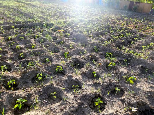 Agriculture in Haiti