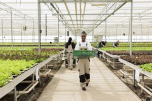 Agriculture in Kenya