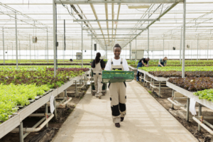 Agriculture in Kenya