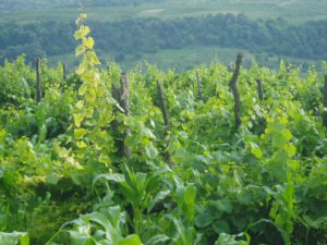 Agriculture in Moldova