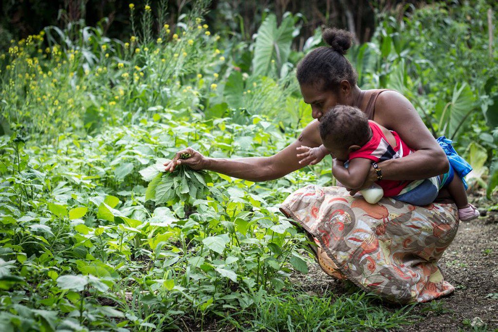 Agriculture in Vanuatu