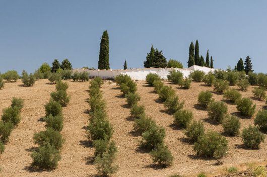 Sustainable Agriculture in Andalusia