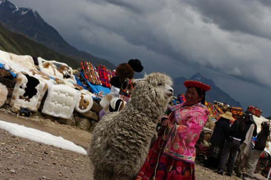 Alpacas in the Andes
