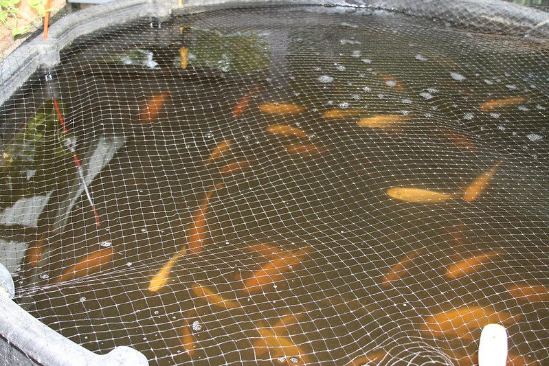 Aquaponics: Sustainable Farming for Urban Slums in South America