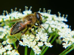 Artificial pollinators