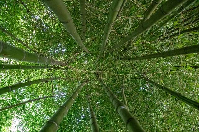 Bamboo in Malawi