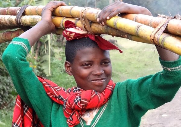 Bamboo Farming in Uganda