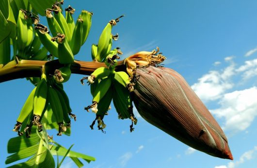 Banana 21