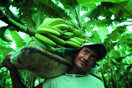 Banana_Farmers