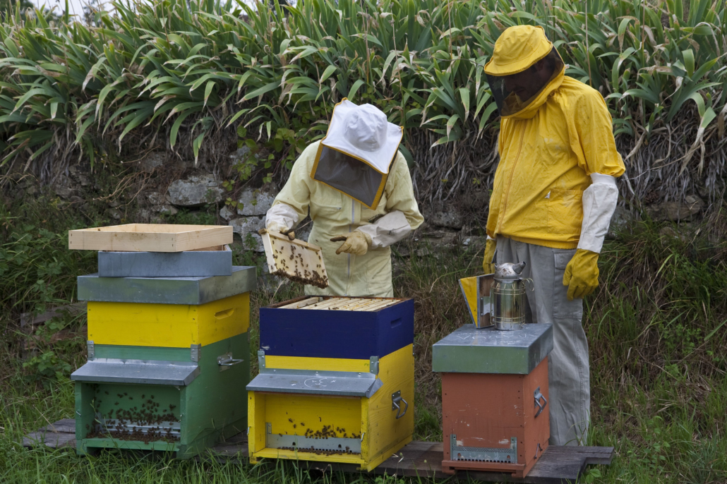 Beekeeping for Poverty Alleviation