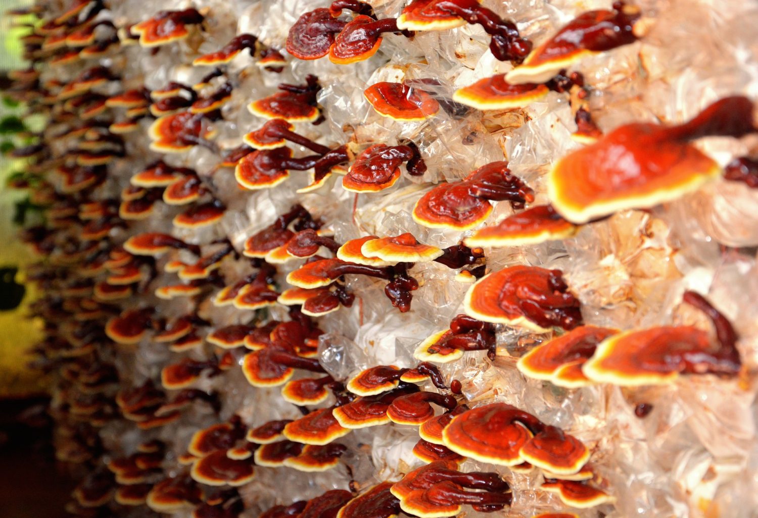Benefits of Mushrooms