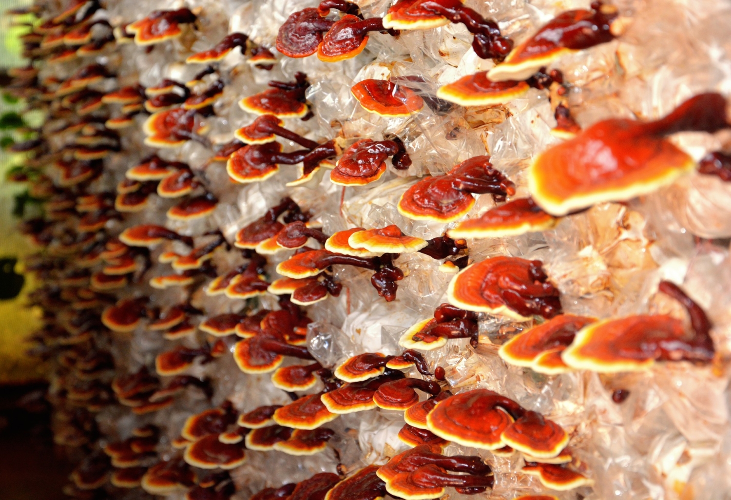 Benefits of Mushrooms