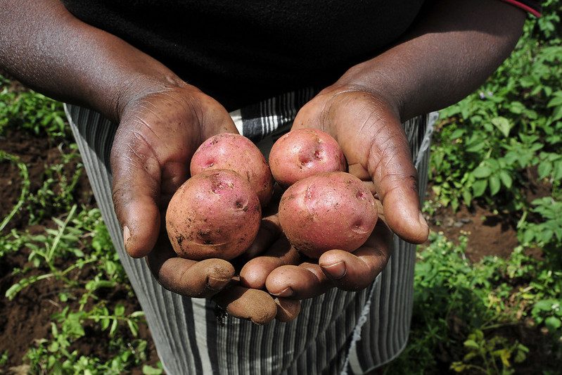 Biofortified Sweet Potato