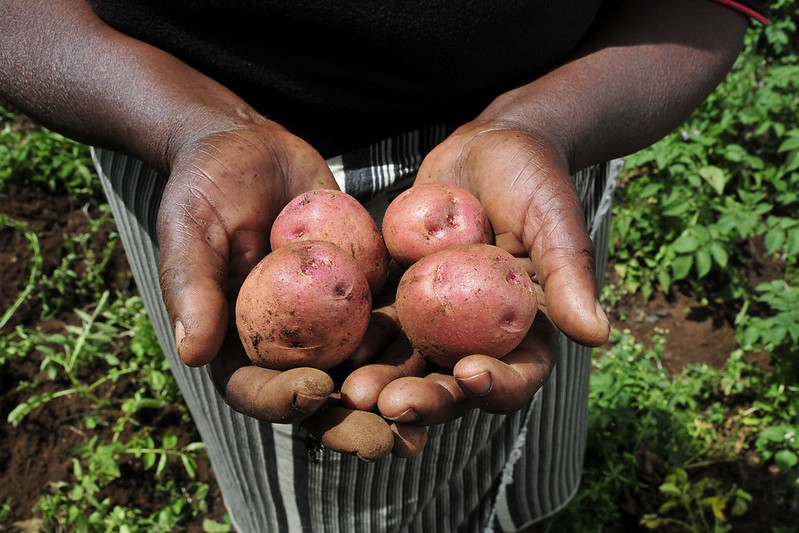 Biofortified Sweet Potato