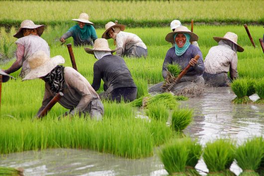 Biotechnology in the Philippines