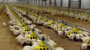 Bird Flu Epidemic in South Africa