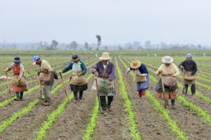 Blueberry Farming in Peru