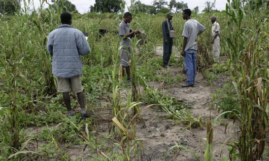 sustainable agriculture in Namibia
