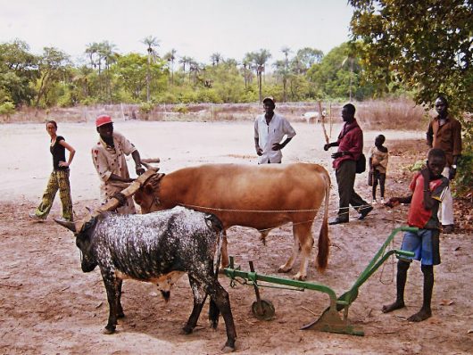 Causes of Poverty in Guinea-Bissau