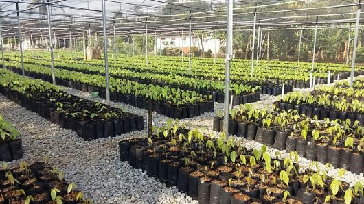 Certified Sustainable Cocoa