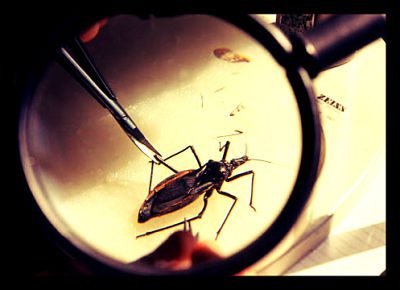 Chagas-Disease-parasite