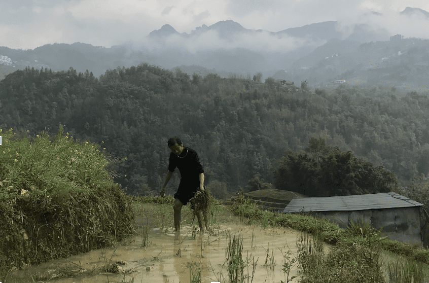 Charities Aid Rice Farmers in Vietnam