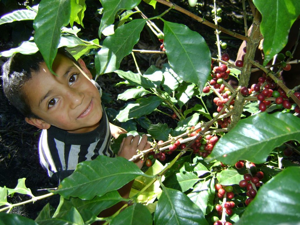 Child Labor in Guatemala's Coffee Industry