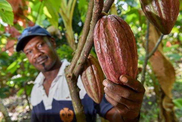Coca Farmers 