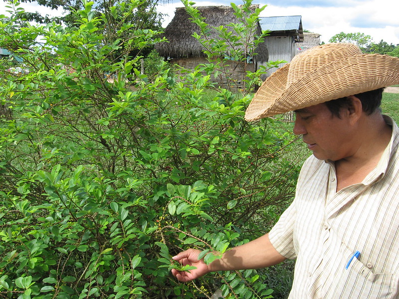 alternative-developments-dismantling-the-peruvian-cocaine-industry