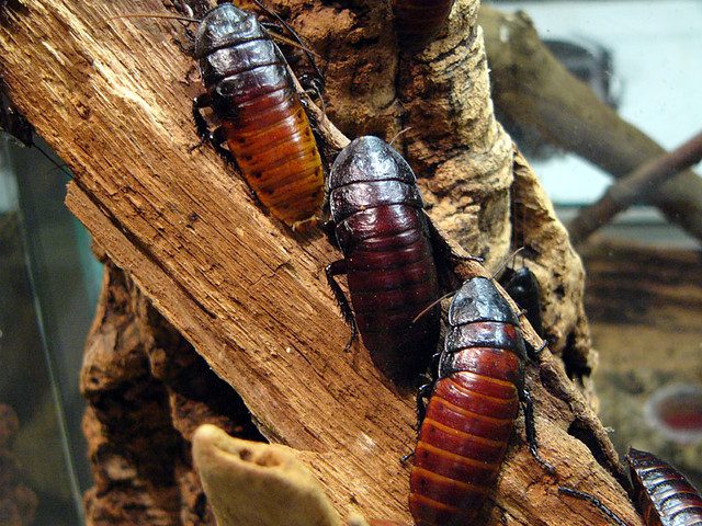 Cockroach Milk: The Superfood Game-Changer?