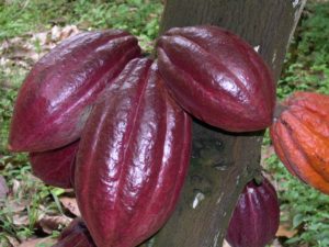 Cocoa Blockchain in Ghana