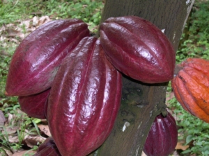Cocoa Blockchain in Ghana
