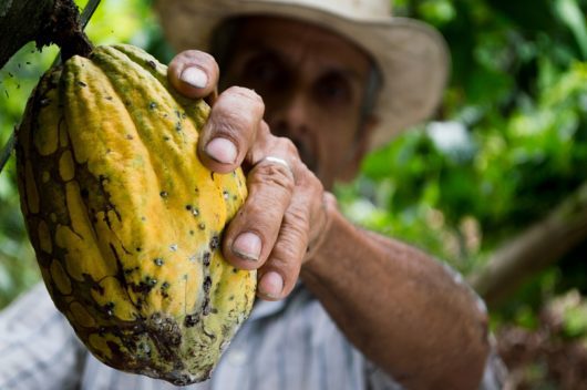Cocoa Supply Chain 