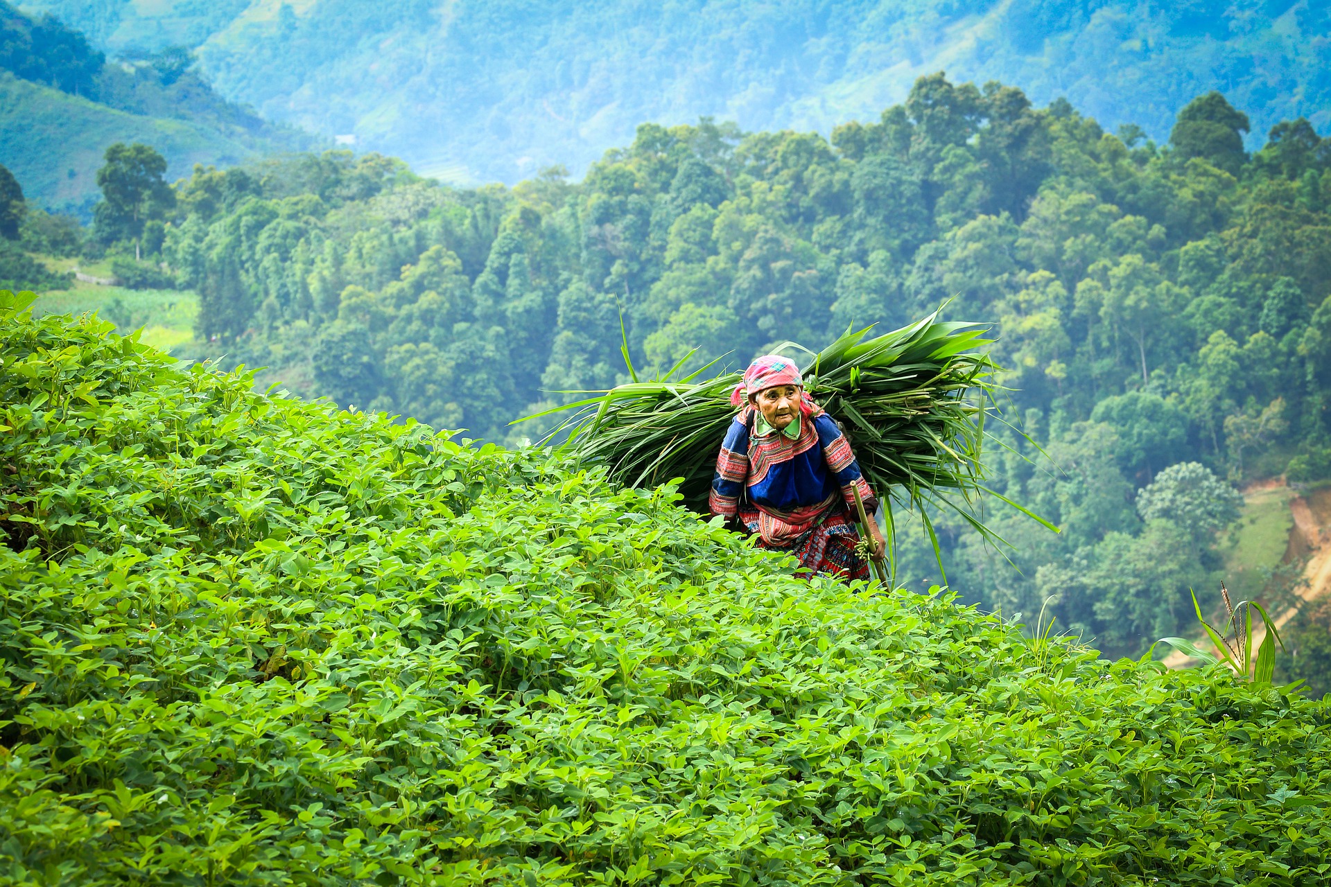 Coffee Production in Vietnam