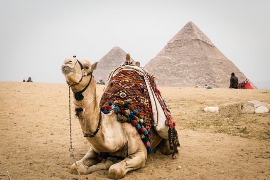 Common Diseases in Egypt