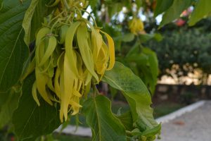 Comoros’ ylang-ylang industry