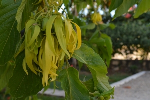 Comoros’ ylang-ylang industry