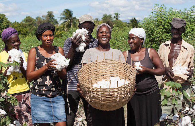 Cotton in Haiti