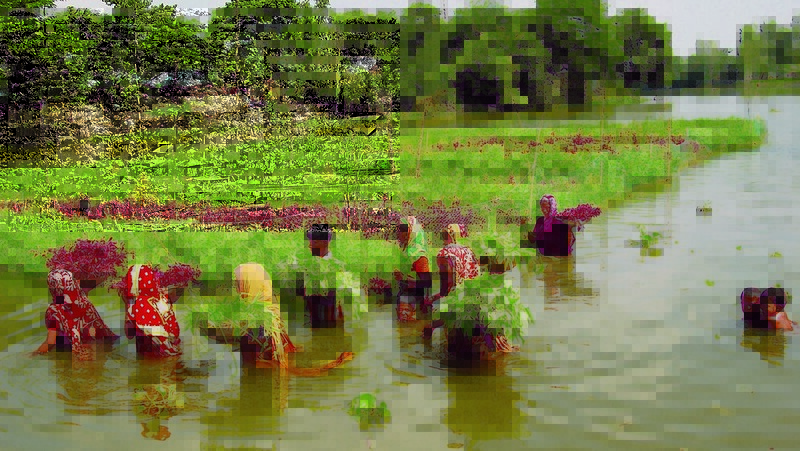 Cultivating Growth in Bangladesh with Floating Gardens