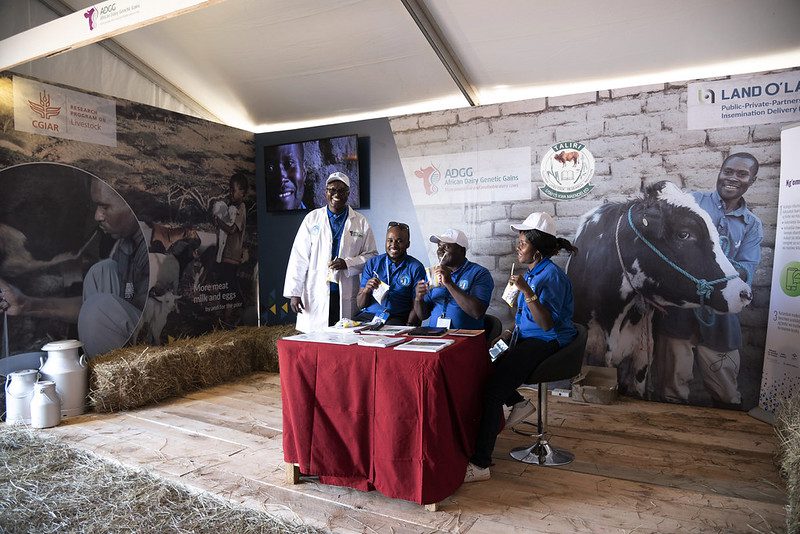Dairy Farming Innovation in Africa 