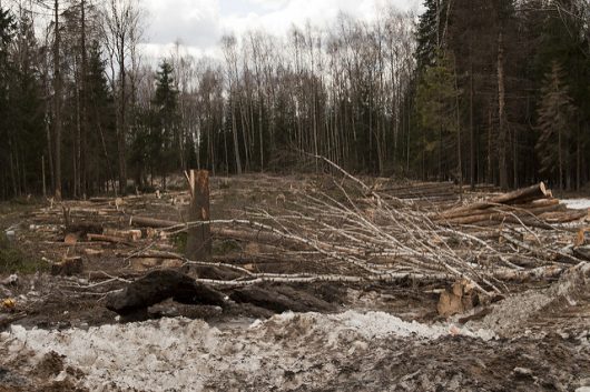 Deforestation and Poverty