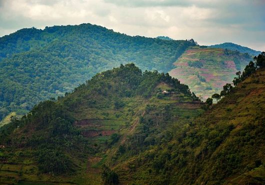 Deforestation in Uganda