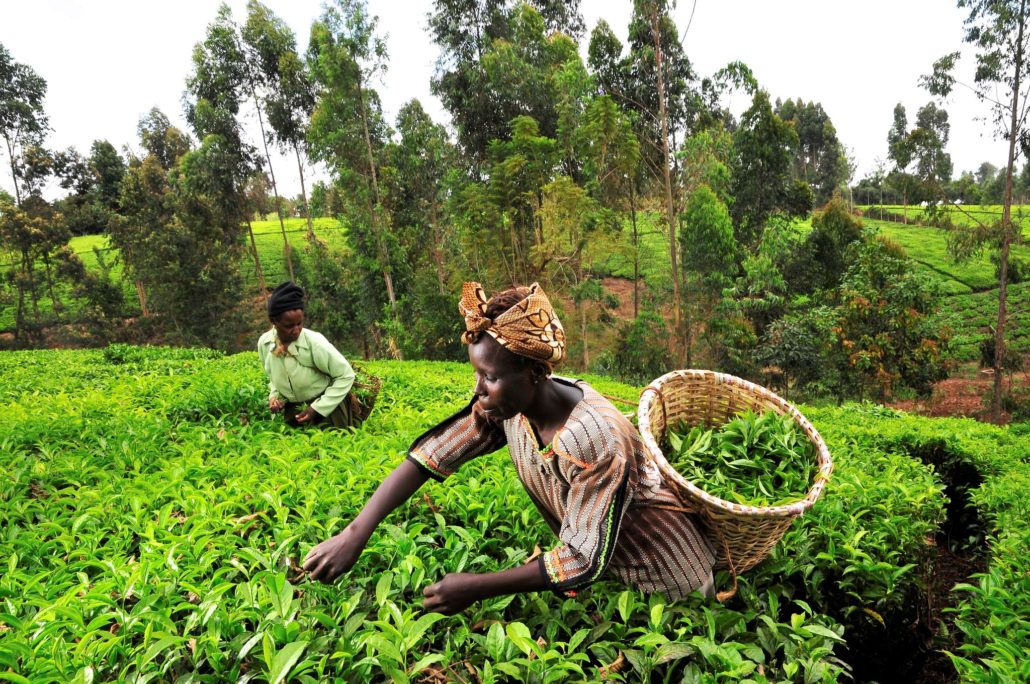 Delivering Food Security to Kenya