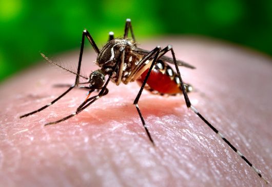 Dengue Track: How Mapping the Spread of Disease May Help to Stop It