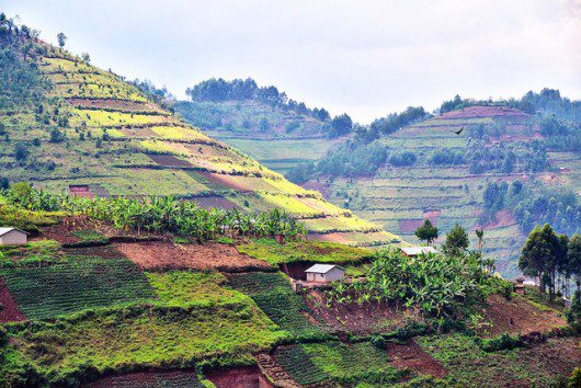 Developing Economies