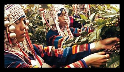Doi_Chang_Coffee_Harvest_Thailand