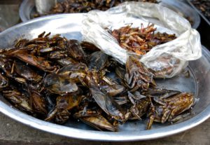 Edible insects